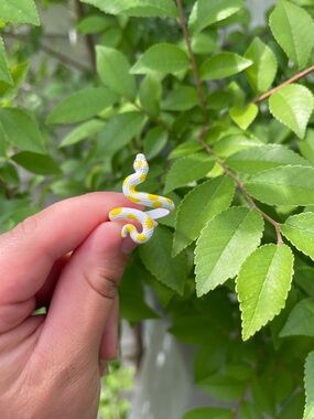 New! White and Yellow Snake Wrap Ring. Adjustable Snake ring 🐍